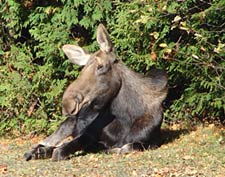 adirondack moose